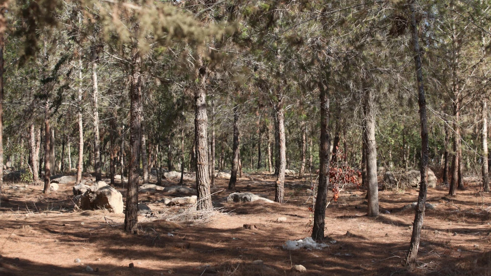 Ben Shemen Forest