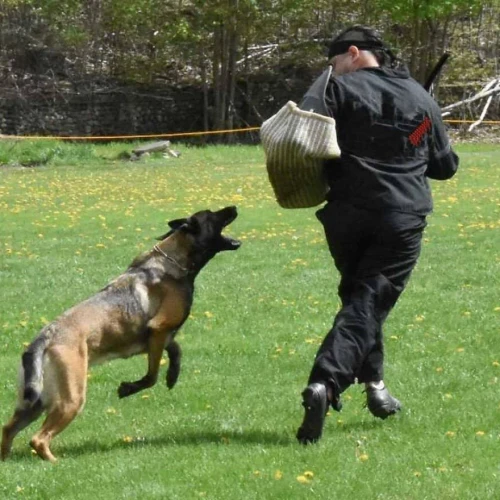 K9 Tech Security