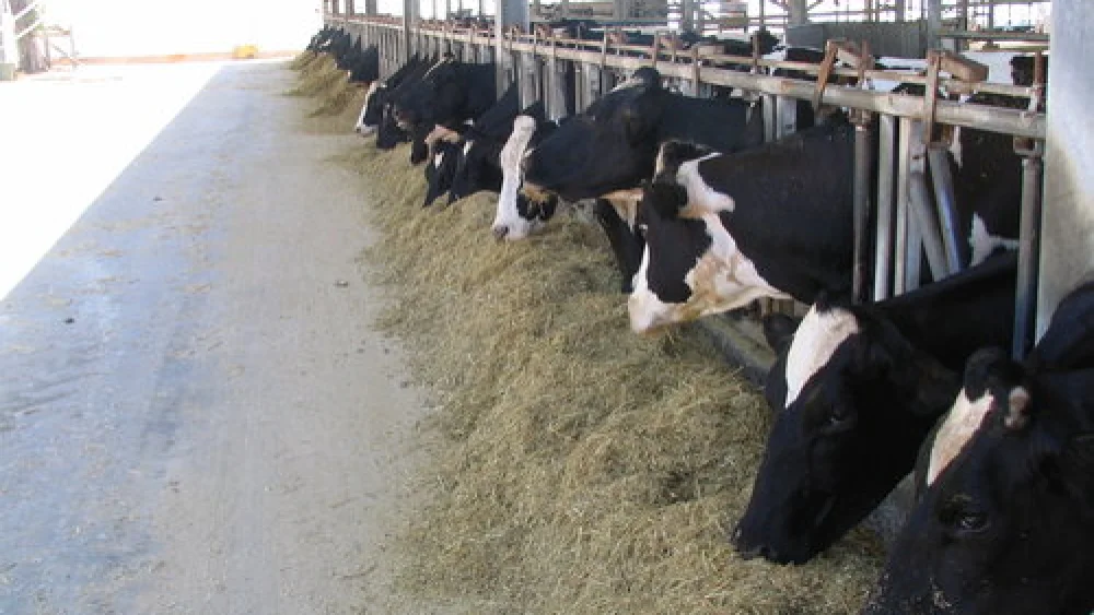 Dairy cows in a barn at the Volcani Center, the Israeli Ministry of Agriculture’s research arm, in Beit Dagan near Tel Aviv. Credit: Yehoshua Maltz/Volcani Center.