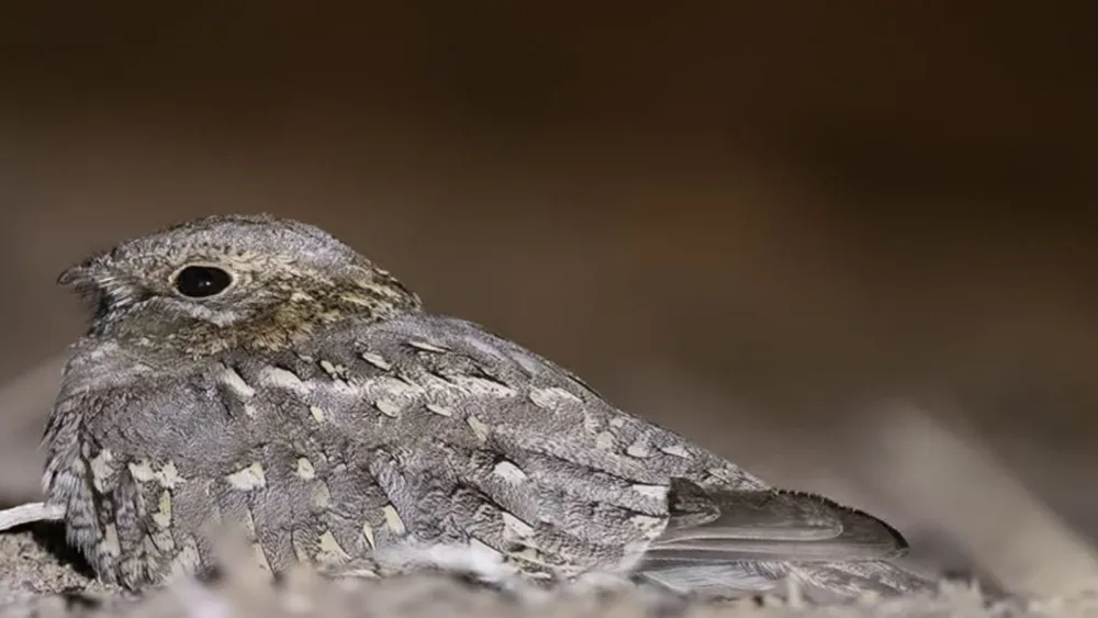 Nubian nightjar. Credit: Courtesy/Yoav Perlman.