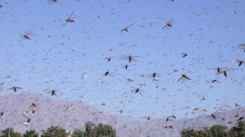 A locust swarm. Credit: Professor Amir Ayali.