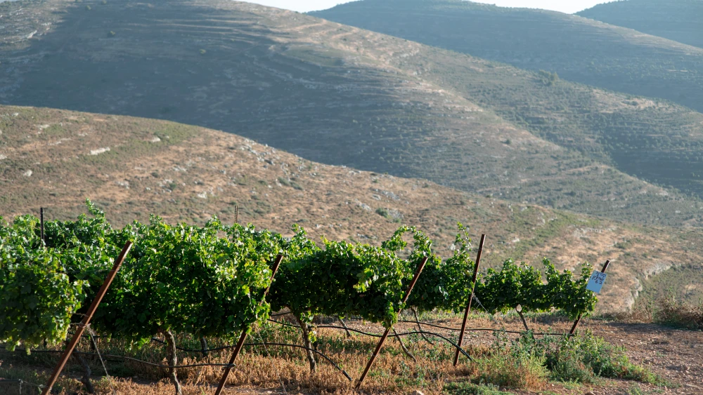 The Judea and Samaria hills where Shiloh Winery is located. Credit: Wine on the Vine.