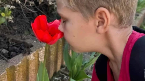 An Israeli boy at Kibbutz Or HaNer, near the northern Gaza Strip, smells a tulip planted by Dutch Christians. Credit: Christians for Israel. (CVI).