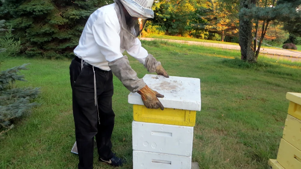 Replacing the lid on the hive, a box typically made of wood or hard Styrofoam. Photo by Carin M. Smilk.