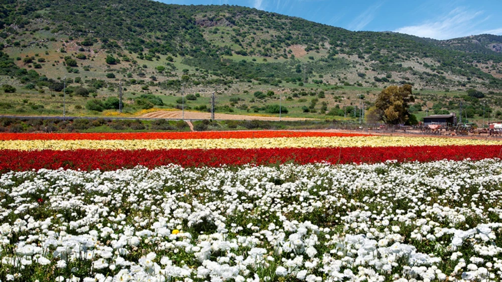 Wildflowers in the Hula Valley. Photo by Noam Chen.