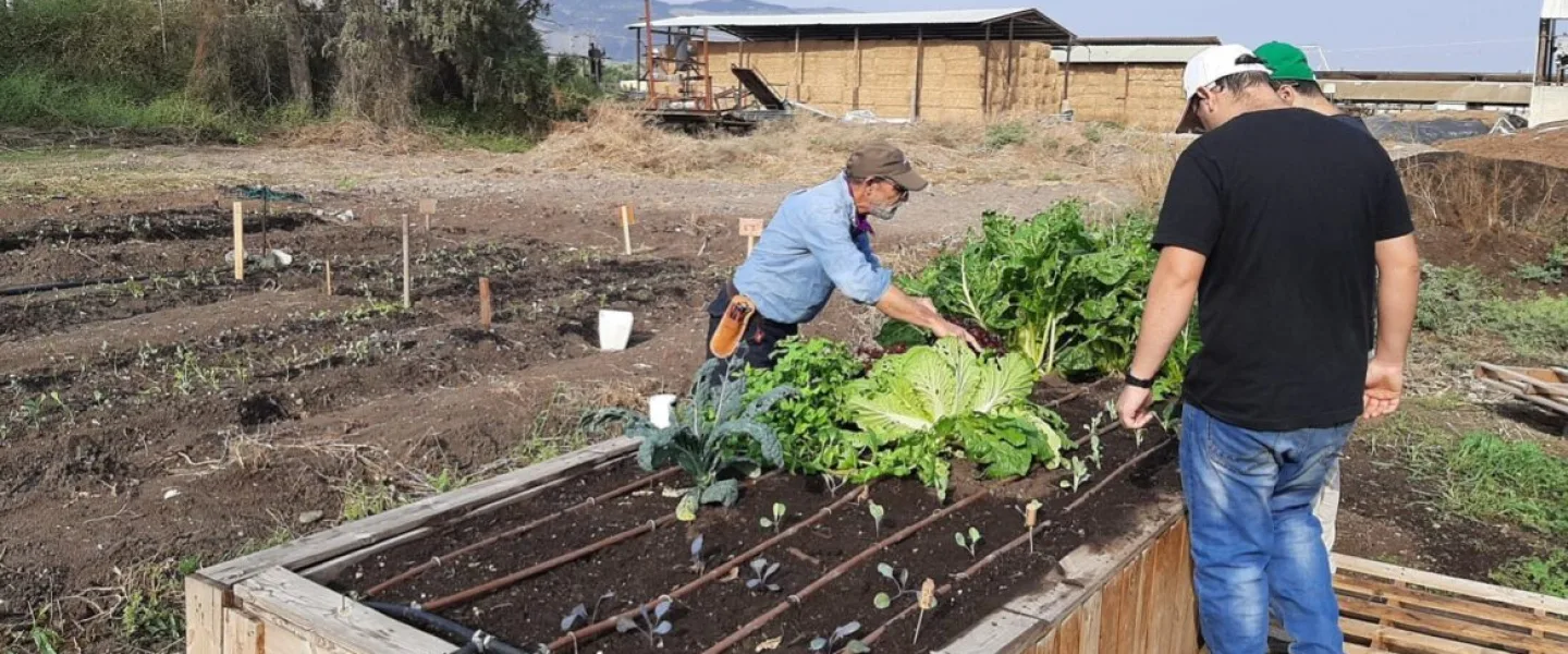 Menachem Stolpner and Shai Asher program participants at work at the vegetable garden on Kibbutz Shluhot. Credit: Courtesy.