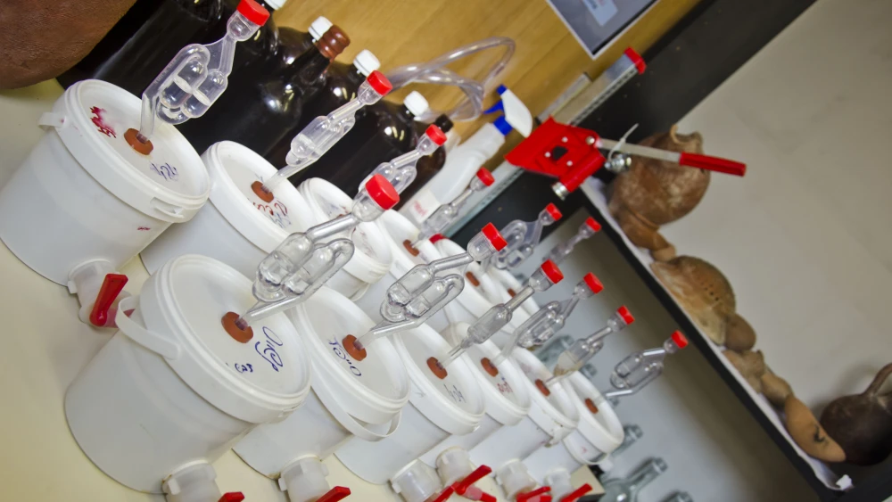 The beer fermenting in the lab. Credit: Yaniv Berman, courtesy of the Israel Antiquities Authority.