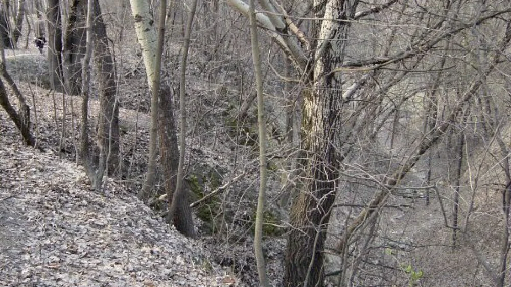 The current appearance of a now-forested Babi Yar ravine. Credit: Markv at Dutch Wikipedia via Wikimedia Commons.