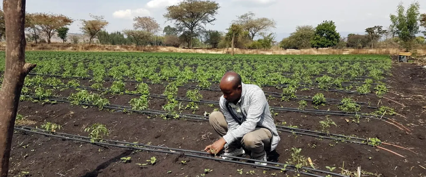 A local farmer tends to his Tikkun Olam Ventures (TOV)-supported site that has been equipped with the Israeli drip-irrigation system. Credit: JDC.