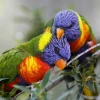 Lorikeet parrots seen at the Jerusalem Biblical Zoo on July 2, 2013. Photo by Miriam Alster/Flash90.