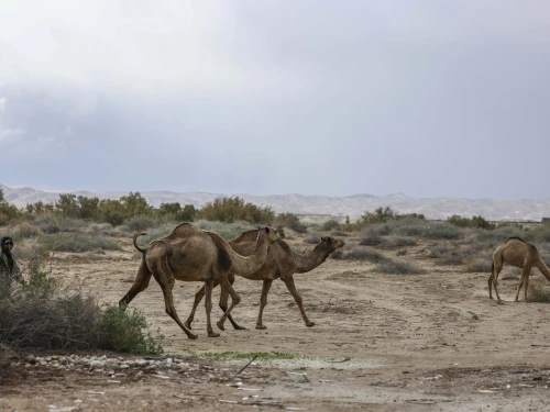 A herd of camels near the Dead Sea, Jan. 9, 2026. Photo by Jamal Awad/Flash90.