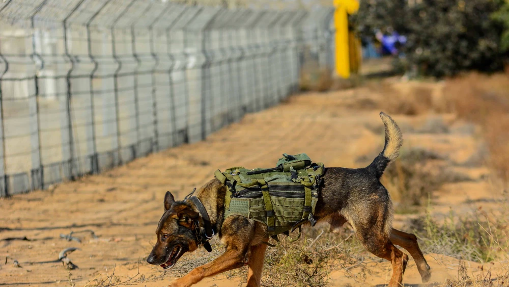 Soldiers from the IDF’s Oketz canine unit patrol in Kerem Shalom on the Gaza-Israel-Egypt border, May 18, 2022. Photo by Michael Giladi/Flash90.