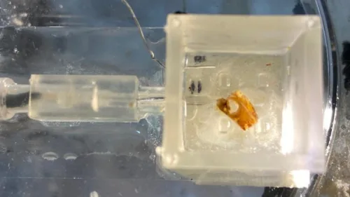 A locust’s ear integrated into a technological system to allow a robot to hear. Photo courtesy of Tel Aviv University