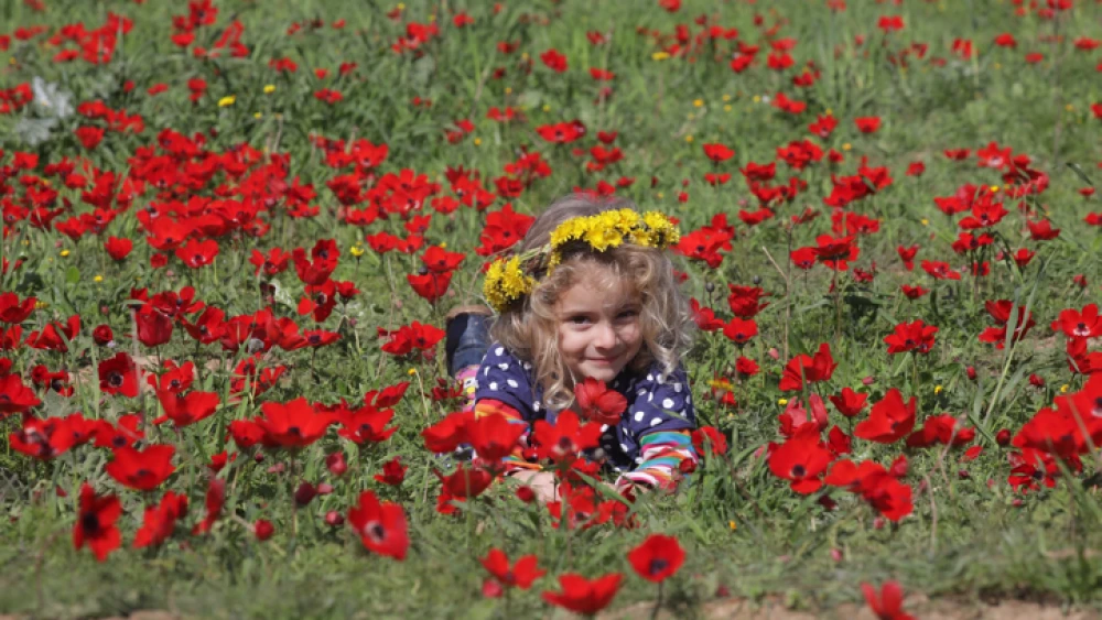 Enjoying the bloom of wild red anemones in southern Israel on Feb. 3, 2018. Photo by Nati Shohat/Flash90.