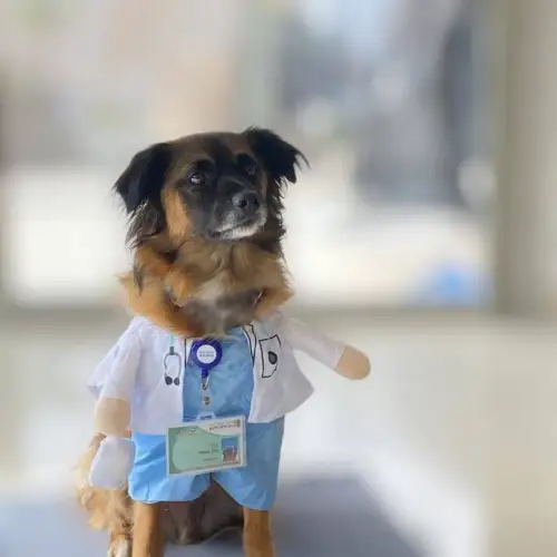 Teddy the therapy dog. Photo: Rabin Medical Center.