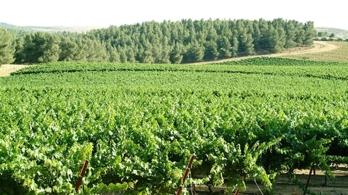 A forest-based, but also desert-based, vineyard of Israel's Yatir Winery. Credit: Yatir Winery.