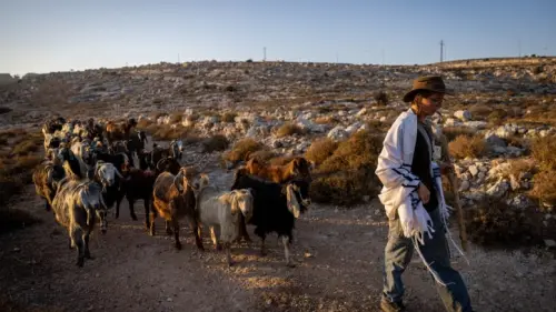 A Jewish resident of Judea and Samaria herds sheep near his community, Aug. 20, 2023. Photo by Chaim Goldberg/Flash90.