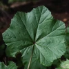 Mallow Leaf