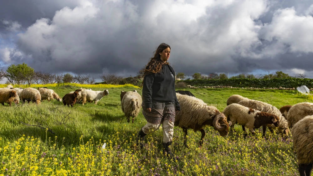 A young shepherd tends to sheep and goats grazing in a field of wildflowers at the Gefen Ami Farm in the Hebron foothills in Judea and Samaria, Feb. 24, 2026. Photo by Chaim Goldberg/Flash90.