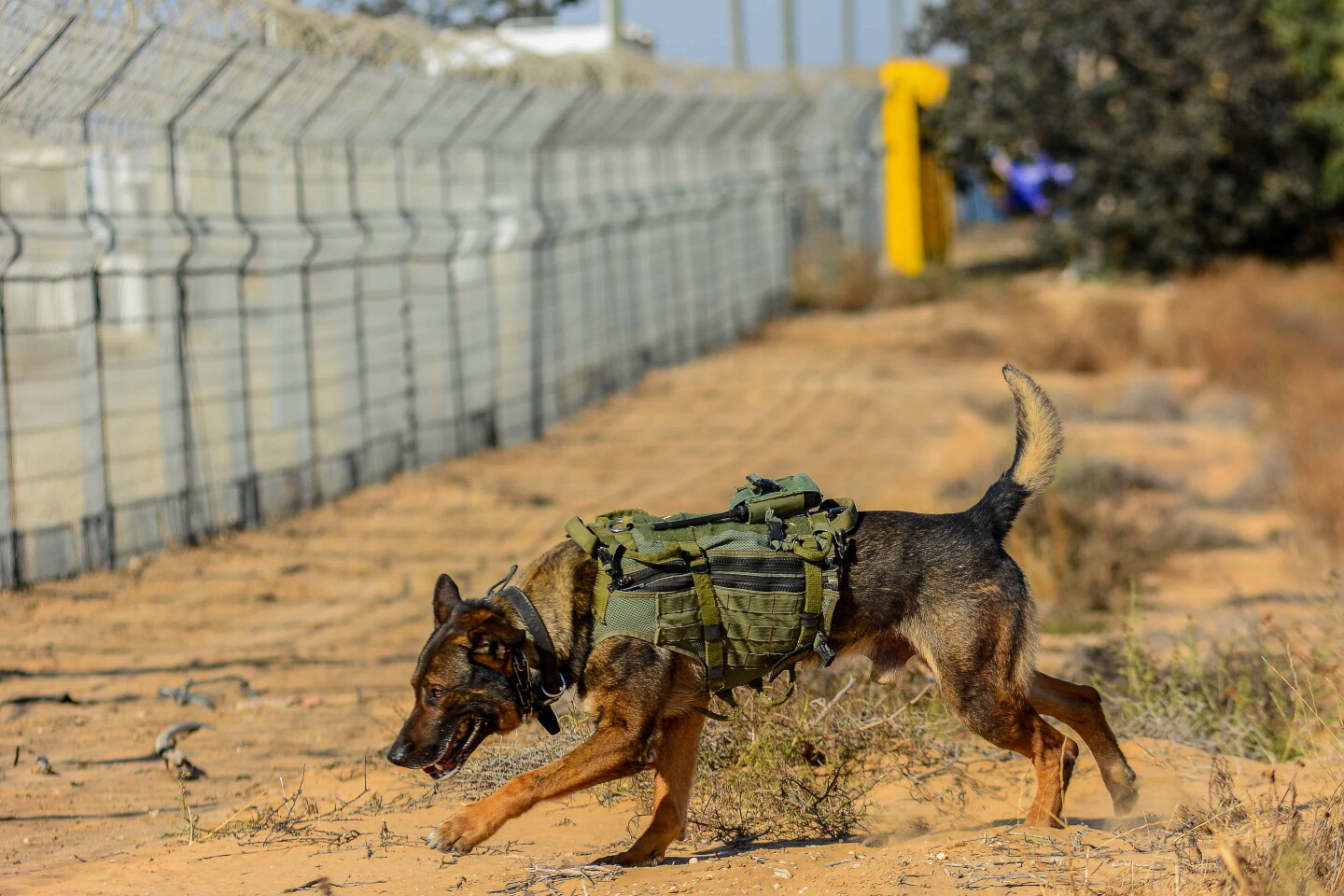 Soldiers from the IDF’s Oketz canine unit patrol in Kerem Shalom on the Gaza-Israel-Egypt border, May 18, 2022. Photo by Michael Giladi/Flash90.