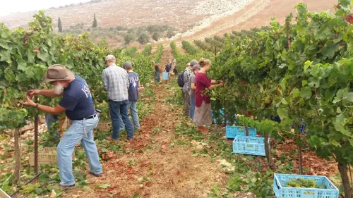 Tura winery grape harvest. Source: Winery Facebook page.