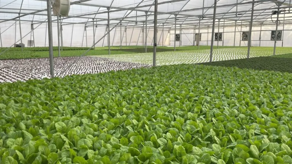 Aquaponic lettuce growing at Colors Farm in the Arava desert. Photo courtesy of Colors Farm.