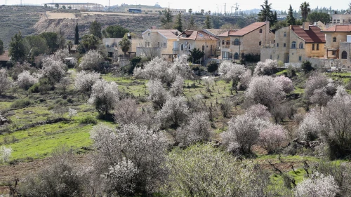 Blossoming almond trees in Efrat in Gush Etzion on March 4, 2020. Photo by Gershon Elinson/Flash90.