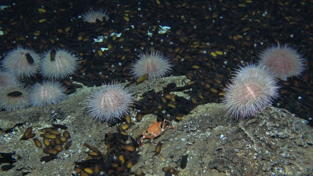 A recent expedition off Israel's coast found hundreds of small sharks and thousands of shark eggs. Credit: The University of Haifa, Israel Oceanographic and Limnological Research, Ben-Gurion University of the Negev and Interuniversity Institute for Marine Sciences in Eilat joint project.