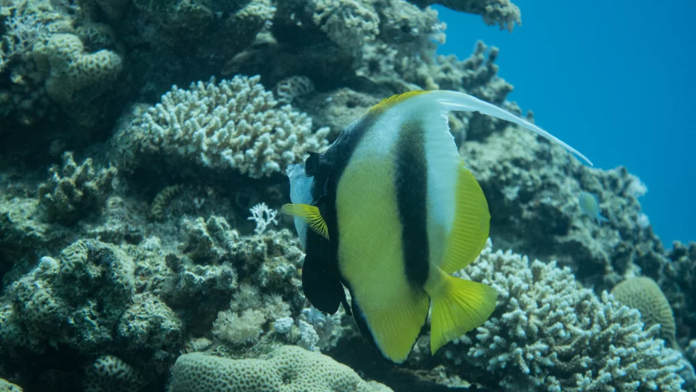 A reef in the Gulf of Eilat, in the Red Sea, May 19, 2018. Photo by Maor Kinsburksy/Flash90.