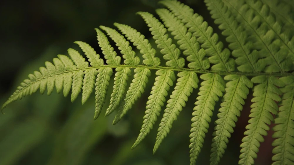Fern (tracheophyta). Credit: Pixabay.