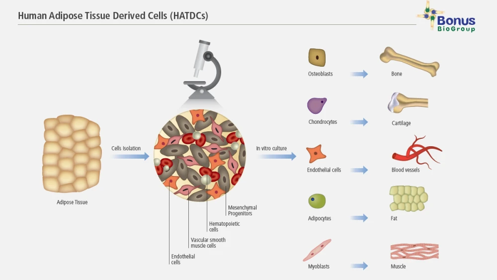 Adipose tissue has significant advantages as a cell source for tissue engineering products. Human Adipose Tissue-Derived Cells (HATDCs) can differentiate along multiple cell lineage pathways to form various types of mature cells, and can be safely and effectively transplanted back into the patient. Credit: Bonus BioGroup.