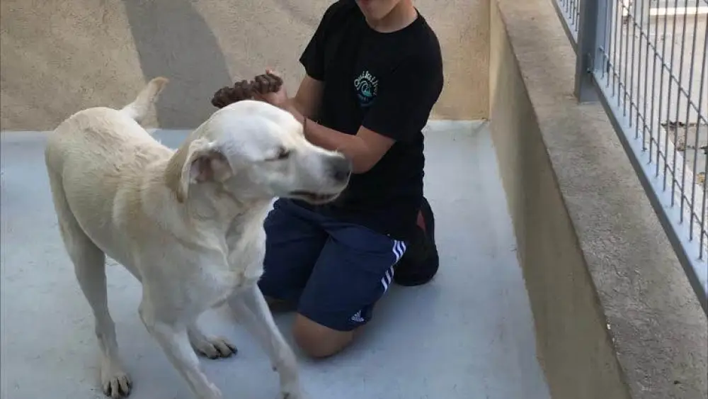 Ari Schwab of Highland Park, Ill. visiting the Israel Guide Dog Center in Jerusalem, which he dedicated his mitzvah project to last year. Credit: Courtesy.