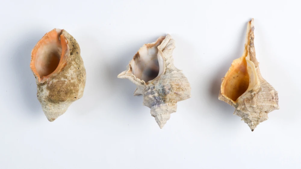 True purple (argaman) was produced from three species of mollusk indigenous to the Mediterranean Sea (from left to right): the Red-Mouthed Rock-Shell (Stramonita haemastoma), the Banded Dye-Murex (Hexaplex trunculus) and the Spiny Dye-Murex (Bolinus brandaris). Photo by Shahar Cohen, courtesy of professor Zohar Amar of Bar-Ilan University.