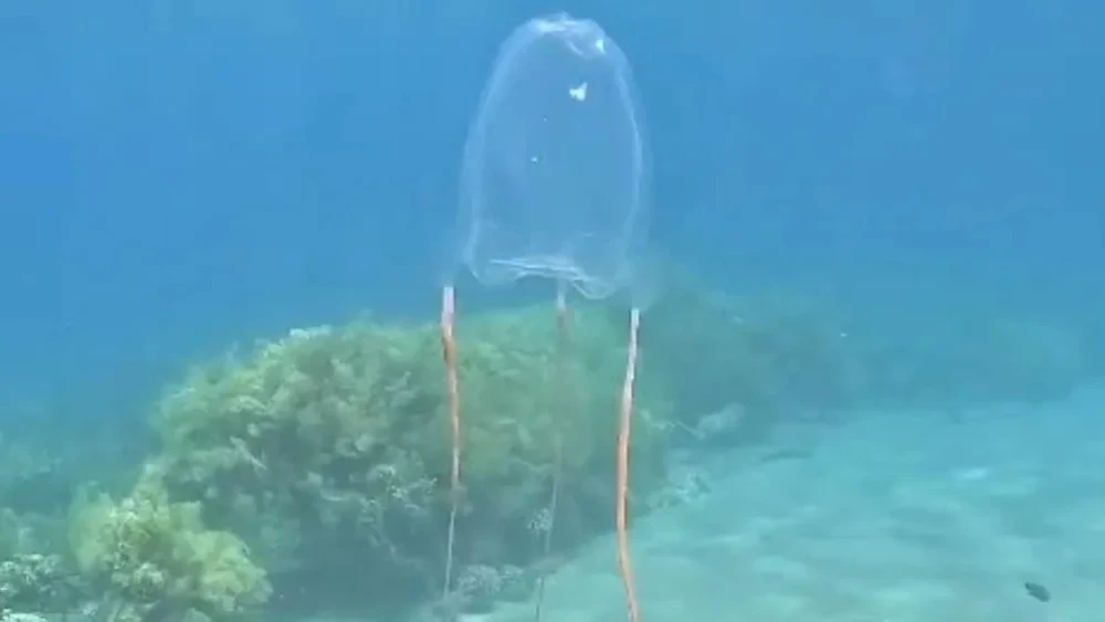 A rare box jellyfish spotted in the Gulf of Eilat, July 8, 2026. Photo by Israel Nature and Parks Authority.