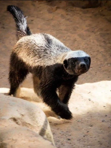 Honey Badger