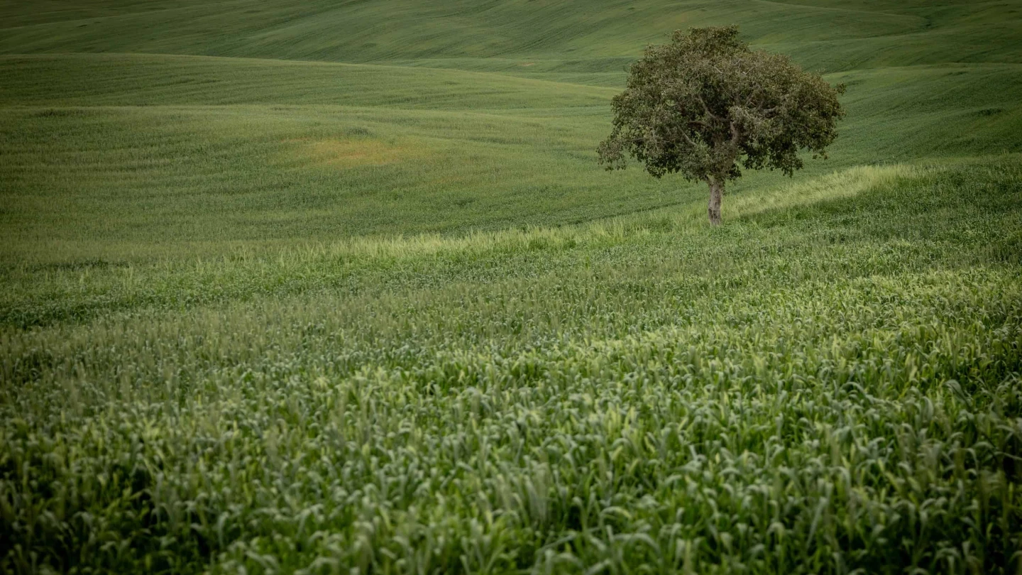 Tree in Southern Israel