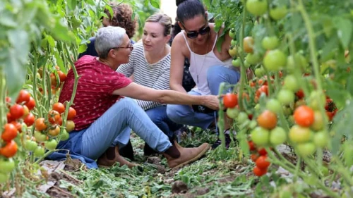 Israeli volunteers help out with tomatoes harvest at a moshav in the Sharon area, Nov. 6, 2023. Photo by Yossi Zamir/Flash90.