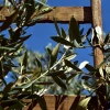 Olive Trees