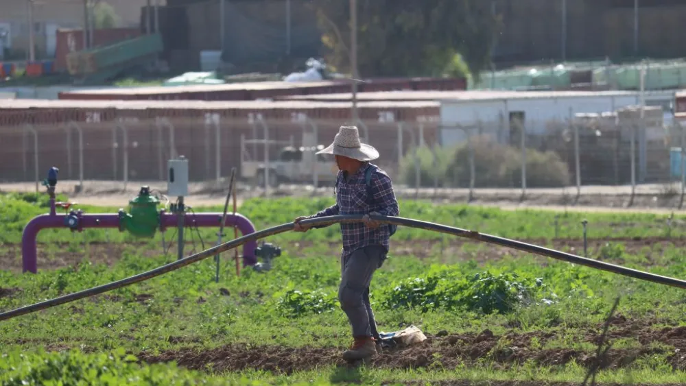 A farmer lays irrigation pipes in southern Israel, Jan 19, 2024. Photo by Batya Sharabi/TPS.