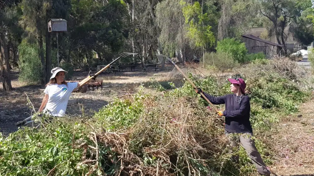 Members of the "Foresters of the Future" program work in the field. Credit: KKL-JNF.