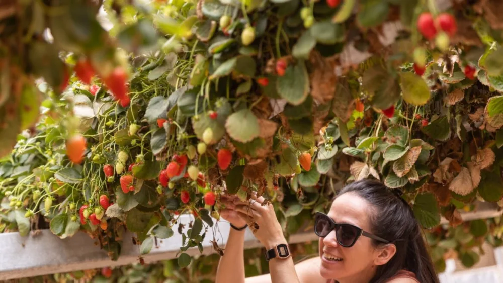 Tanya Pons Allon picking strawberries at the Arava R&D Center. Photo by Laura Ben-David.