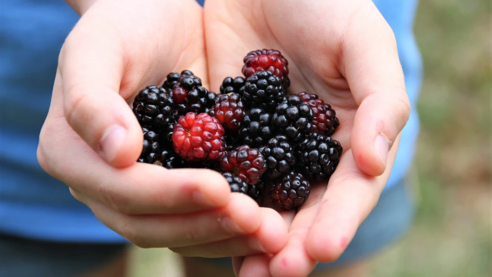 Blackberries. Credit: David R. Tribble via Wikimedia Commons.