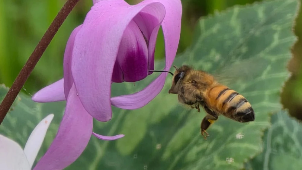 A bee hovers by a flower near Moshav Mesilat Zion in central Israel on Dec. 21, 2025. Photo by Rivka Kahana/TPS-IL.