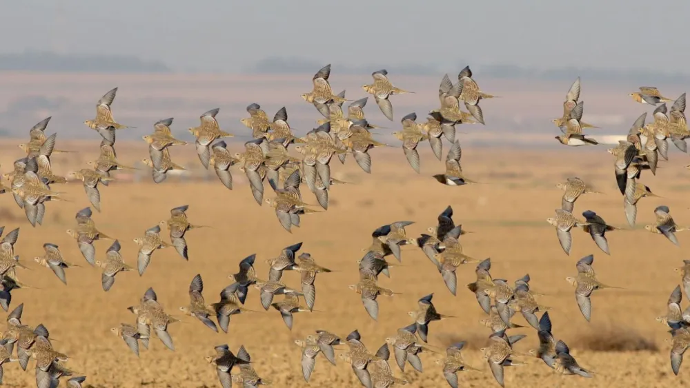 Sandgrouse. Credit: Meidad Goren/SPNI.