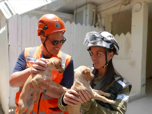 Two puppies rescued from a building destroyed in an Iranian missile strike in Bat Yam, June 17, 2025. Credit: Vadim Action.