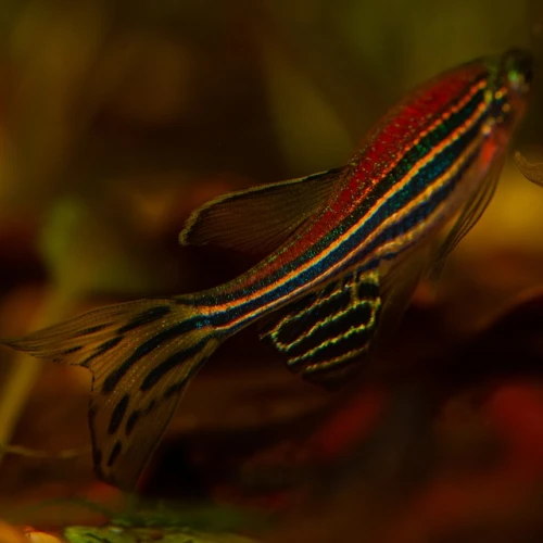 Experimenting on zebrafish is a stepping stone to understanding the human brain. Credit: Pixbay.