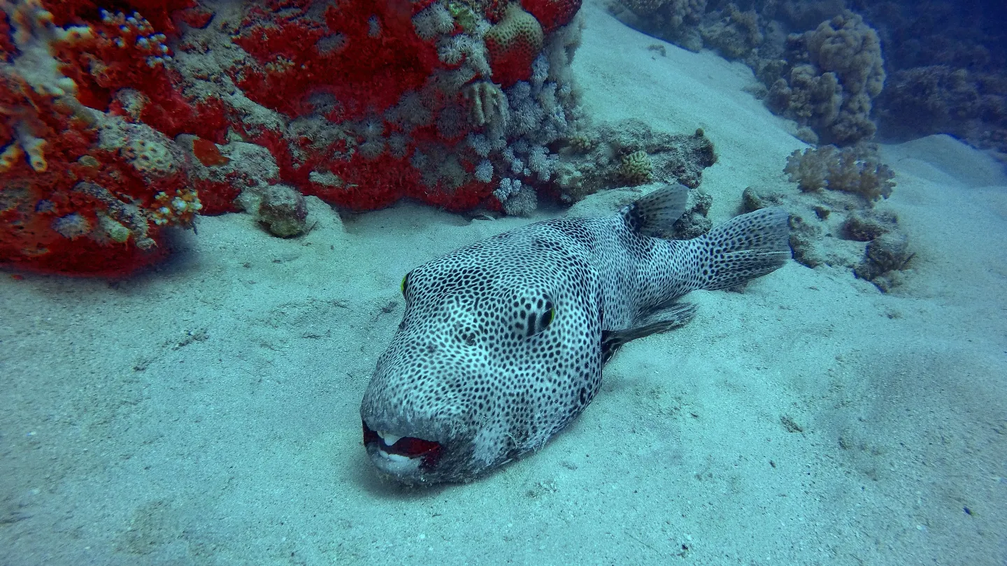 Warming Mediterranean opens door to new wave of Red Sea invaders