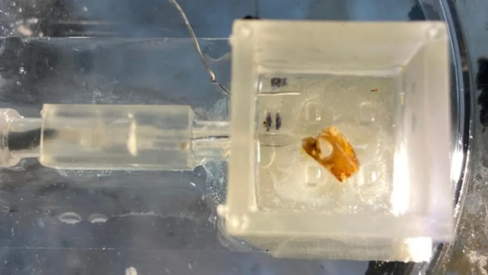 A locust’s ear integrated into a technological system to allow a robot to hear. Photo courtesy of Tel Aviv University