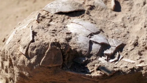 Fragments of ostrich eggs discovered near an ancient campsite in Israel's Negev Desert. Emil Aladjem/Israel Antiquities Authority.
