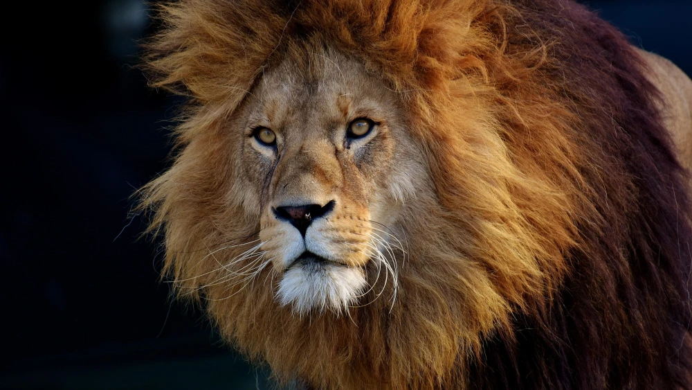 Lion. Credit: Alexas_Fotos/Pixabay.